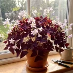 10 Simple Secrets to Make Your Oxalis Bloom This Spring