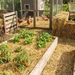11 Straw Gardening Hacks for Better Yields This Season