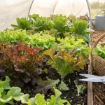 5 Expert Tips to Harvest Endless Crisp Lettuce All Summer Long