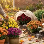 5 Pro Tips to Keep Your Fall Mums Blooming Longer