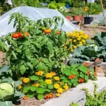 6 Natural Ways to Keep Caterpillars Out of Your Garden