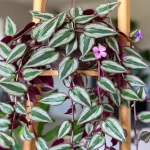 7 Easy Tricks for Wandering Jew Blooms Indoors