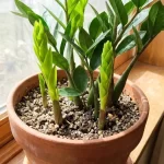7 Tips to Make Your ZZ Plant Multiply in the Same Pot