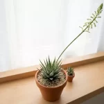 8 Expert Care Tips to Trigger Zebra Haworthia Blooms