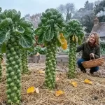 9 Secrets to Grow Massive Brussels Sprout Yields This Fall