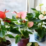 Cucumber Spray Secret: Explosive Blooms and Strong Roots for Anthuriums