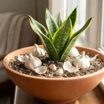 DIY Garlic Snake Plant Planter: A Natural Indoor Plant Styling Idea
