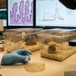 How Young Microbial Transfers Reverse Gut Aging Markers in Older Mice
