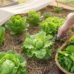 How to Harvest Lettuce so It Keeps Growing All Season Long