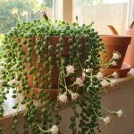 How to Make Your String of Pearls Plant Bloom: 7 Expert Tactics