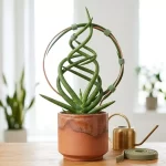 How to Sculpt Your Snake Plant Into a Spiral or Circular Shape