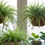 Master Spider Plant Care: 10 Secrets for Vibrant Growth