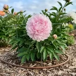 Maximize Your Peony Display: 12 Expert Strategies for Giant, Long-Lasting Blooms
