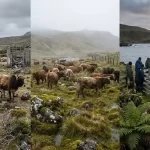 Mystery of the Amsterdam Island Herd: DNA Overturns a Century of Assumptions