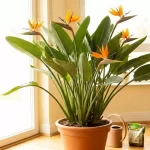 No Blooms on Bird of Paradise? 3 Proven Tricks for Success