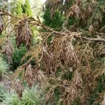 Spotting This Hanging Case on Your Tree? It’s a Bagworm and Here’s What to Do