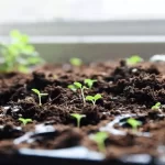 Sterilize Potting Soil: Stop Damping-Off and Boost Seedling Success