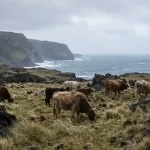 The Amsterdam Island Cattle: How DNA Rewrote a Century-Old Mystery