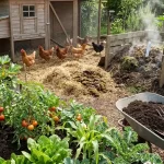 The Ultimate Guide to Using Chicken Manure as a Garden Fertilizer