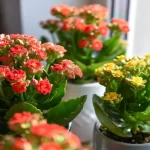 Unlock More Kalanchoe Blooms: The Charcoal Secret for Vibrant Flowers