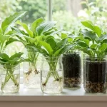 Why Home Gardeners Are Planting Hostas in Glass Jars This Year