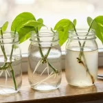 Why Your Pothos Cuttings Aren’t Rooting and How to Fix It