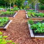 Wood Chip Mulch Guide: Transform Your Garden Soil Naturally
