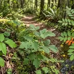 Warning: Exposure to These Three Toxic Plants Causes Severe Rashes